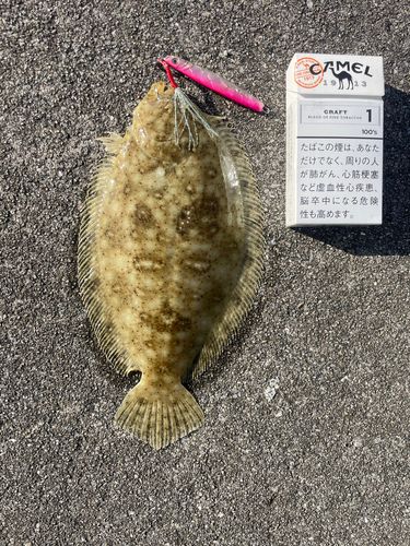 カレイの釣果