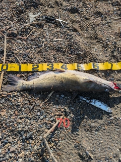 アメリカナマズの釣果