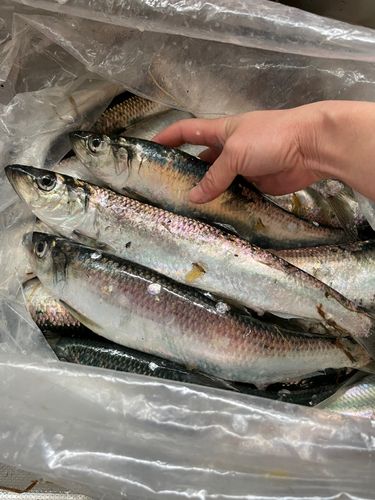 ニシンの釣果