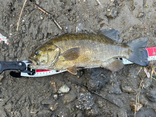 スモールマウスバスの釣果