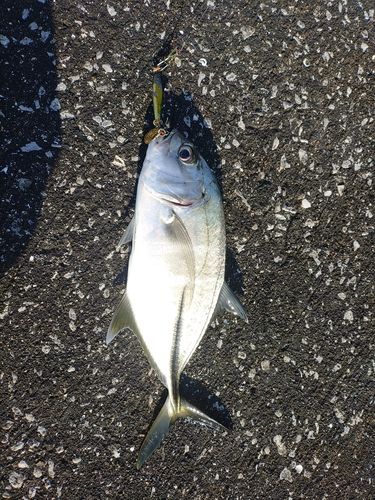 メッキの釣果