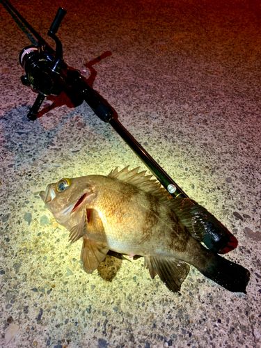 シロメバルの釣果