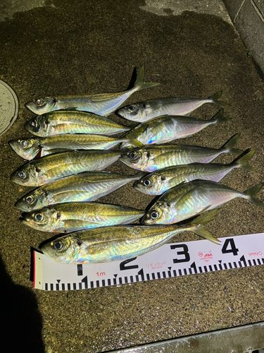 アジの釣果