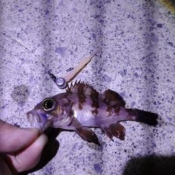 メバル
