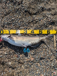 アメリカナマズの釣果