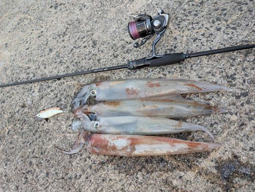 ヤリイカの釣果