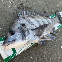 クロダイ