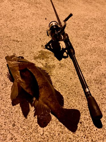 シロメバルの釣果