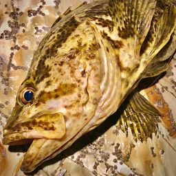 タケノコメバル