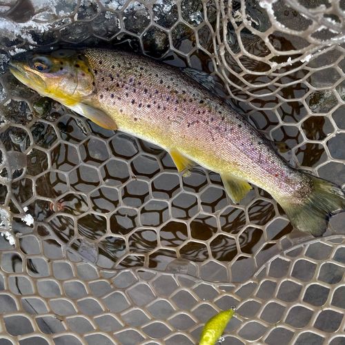 ブラウントラウトの釣果