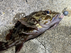 カサゴの釣果