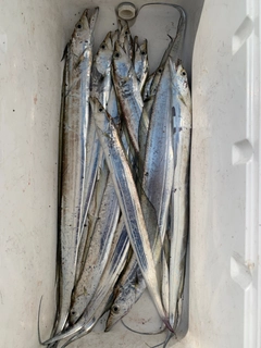 タチウオの釣果