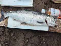 ヤマメの釣果