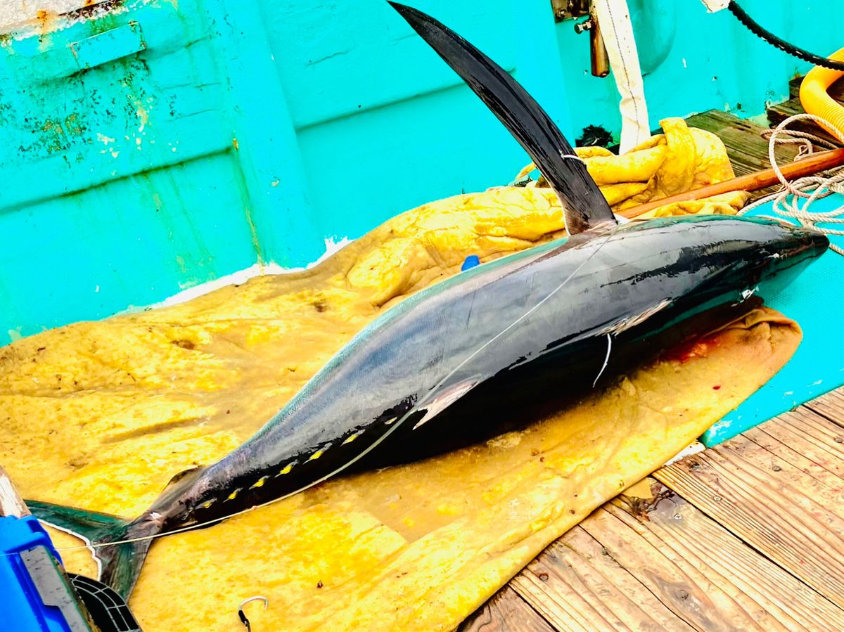 ゆ〜やんさんの釣果 2枚目の画像