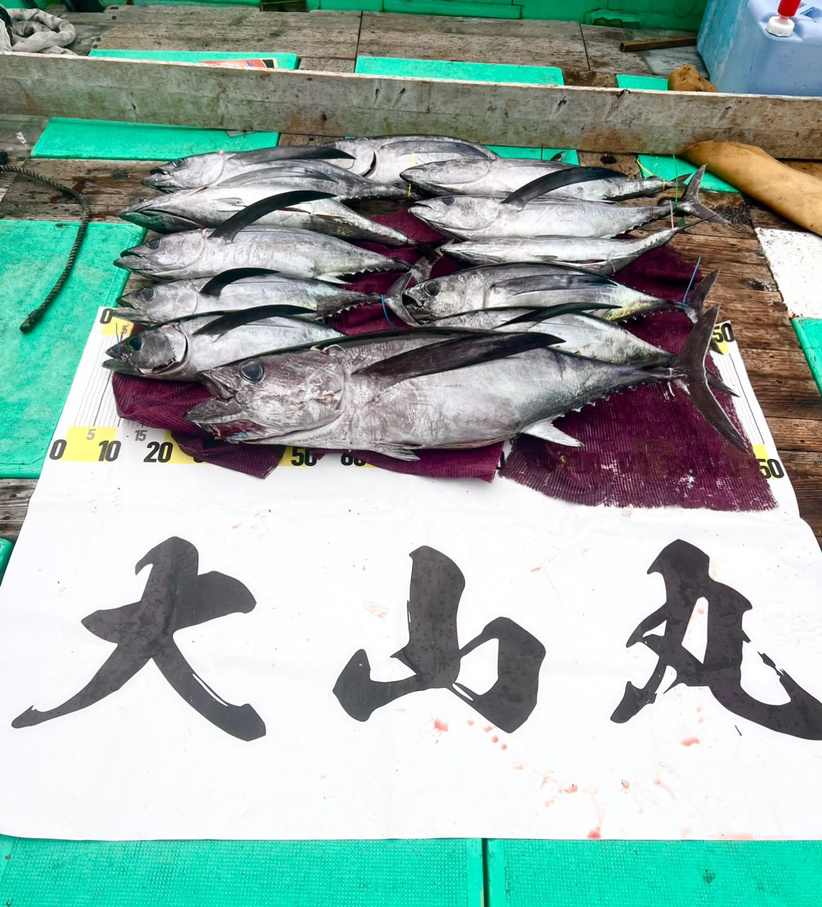 ゆ〜やんさんの釣果 3枚目の画像