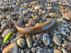 マルタウグイの釣果