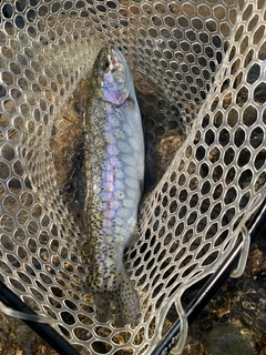 ニジマスの釣果