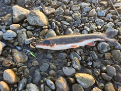 マルタウグイの釣果