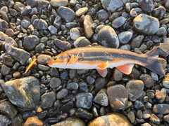 マルタウグイの釣果