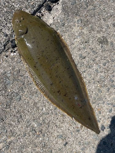 シタビラメの釣果