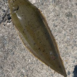 シタビラメ