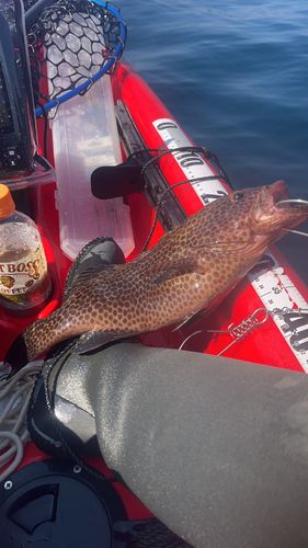 オオモンハタの釣果