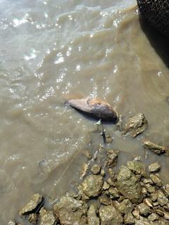 ハクレンの釣果