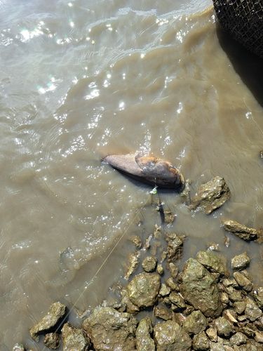 ハクレンの釣果