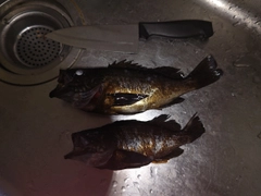 メバルの釣果