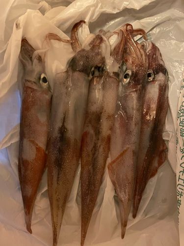 イカの釣果