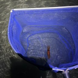 ホタルイカ