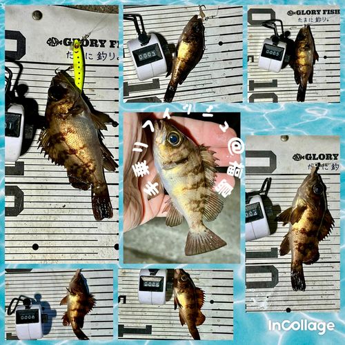 メバルの釣果