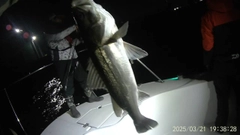 シーバスの釣果