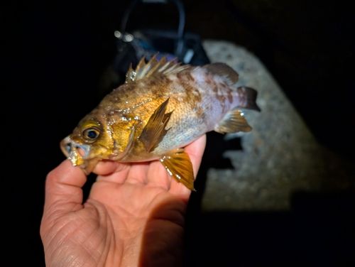 メバルの釣果