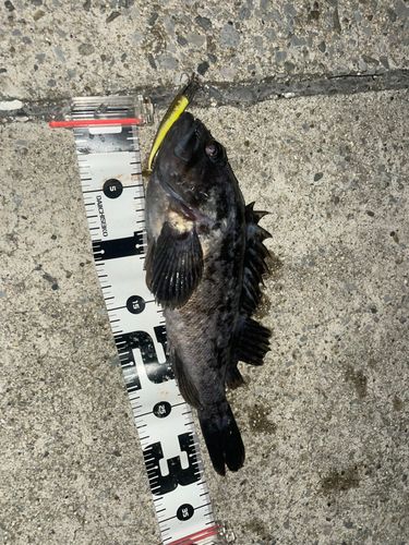 クロソイの釣果