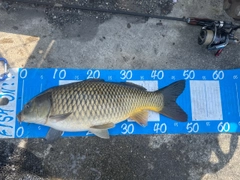 コイの釣果