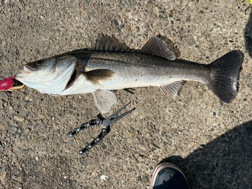 シーバスの釣果