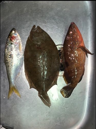 コノシロの釣果