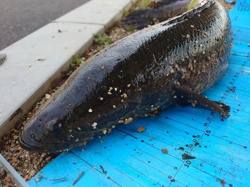 ライギョの釣果