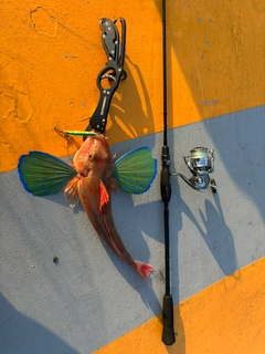 ホウボウの釣果