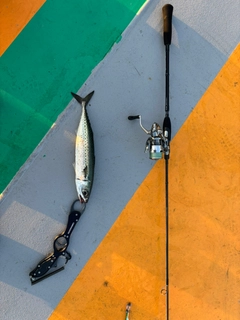 サバの釣果