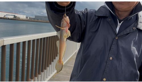 マハゼの釣果