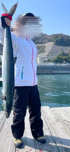 サワラの釣果