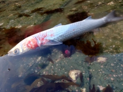 ボラの釣果