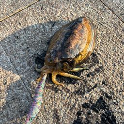 コウイカ