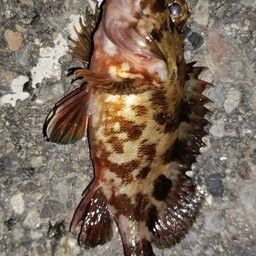 カサゴ
