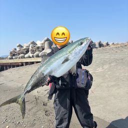 ブリ