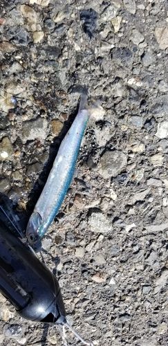 カタクチイワシの釣果