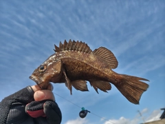 エゾメバルの釣果