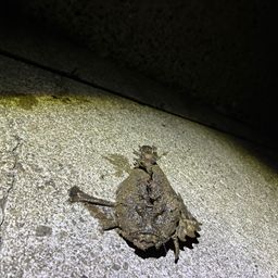オニカサゴ